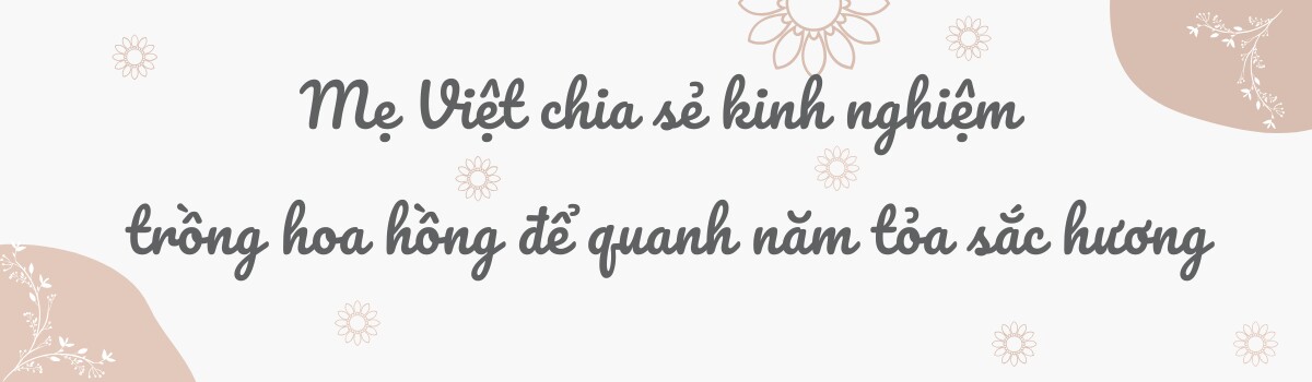 Mẹ Việt ở Úc phủ kín hoa trong mảnh vườn 500m2: 100 gốc hồng rực rỡ sắc hương, hoa ly thơm cao tới 2m - 8