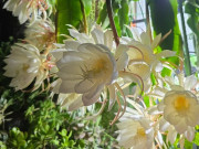 Nhà đẹp - Loại hoa quỳnh nở bất chấp ngày đêm, khoe sắc quanh năm, mang hương thơm nồng nàn khắp vườn