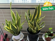 Nhà đẹp - Mùa thu đông chăm cây lưỡi hổ nhớ làm 2 việc này, đảm bảo sẽ có nhiều chồi mới vào mùa xuân