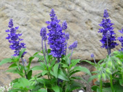 Nhà đẹp - Loài hoa này nghe tên đã thấy đẳng cấp, đổi 2 màu trong một ngày, nở vài tháng mới tàn