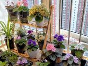Nhà đẹp - Chỉ trồng một loại hoa, cô gái có hẳn một vườn hoa rực rỡ đầy màu sắc ở ban công hướng Bắc