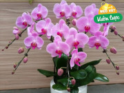 Nhà đẹp - Tháng 11 chăm lan hồ điệp theo quy tắc “1 nhiều – 2 ít – 1 đủ”, hoa sẽ nở đúng dịp Tết Ất Tỵ 2025