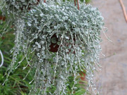 Nhà đẹp - Loại cỏ dại “lên đời” làm cây cảnh, nghe tên đã thấy “mùi tiền”, trồng ở ban công hướng Tây hay hướng Bắc đều được