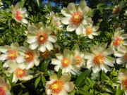 Nhà đẹp - Cây cảnh này đẹp cả hoa lẫn quả, vừa trồng làm cảnh vừa làm hàng rào bảo vệ gia đình