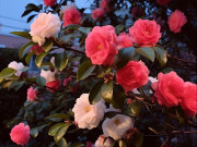 Nhà đẹp - Tại sao hoa trà đẹp nhưng bị nhiều người đưa vào "danh sách đen"? Đây là 4 lý do