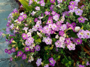 Nhà đẹp - Loài hoa này được mệnh danh là “cỗ máy ra hoa”, nở trăm bông một lúc, lá cây cũng ăn được