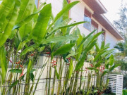 Nhà đẹp - Những cây người giàu chỉ trồng sau nhà, người nghèo lại thích rước ra trước nhà, xem nhà bạn có hãy đổi đi