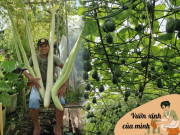 Nhà đẹp - Người đàn ông Pháp chi 300 nghìn đồng/tháng thuê 120m2 đất trồng khu vườn ngập rau củ Việt, nhìn giàn quả treo lúc lỉu mà mê