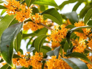 Nhà đẹp - 8 loại cây cảnh hợp với cả 5 mệnh, trồng trước nhà vừa đẹp sang vừa thu hút tài lộc