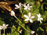 Nhà đẹp - 8 loại cây dẫn dụ rắn vào nhà, có những loại rất quen, dù đẹp và thơm đến mấy cũng nên nhổ bỏ