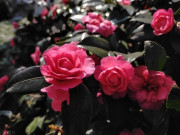 Nhà đẹp - 5 loại hoa này vừa đẹp vừa thơm nhưng bị nhiều người đưa vào “danh sách đen”, đây không phải mê tín