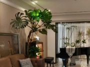 Nhà đẹp - Người khôn ngoan sẽ trồng 1 trong 10 cây “thần hộ mệnh” này ở phòng khách, nhà thiếu sáng cây vẫn tươi tốt