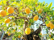 Nhà đẹp - Cây ăn quả ở quê mới có lên chậu thành bonsai đẹp lạ, quả chín như treo vàng trên cây, hút tài lộc vào nhà
