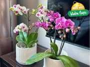 Nhà đẹp - Sau 10 năm trồng lan hồ điệp, tôi đã tổng hợp được 6 mẹo chăm sóc cho hoa nở đầy cành quanh năm