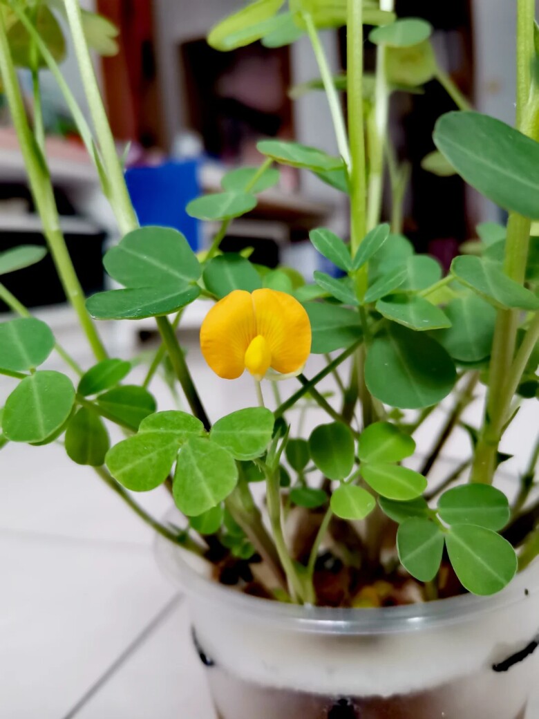 Peanut Plant with Yellow Flowers