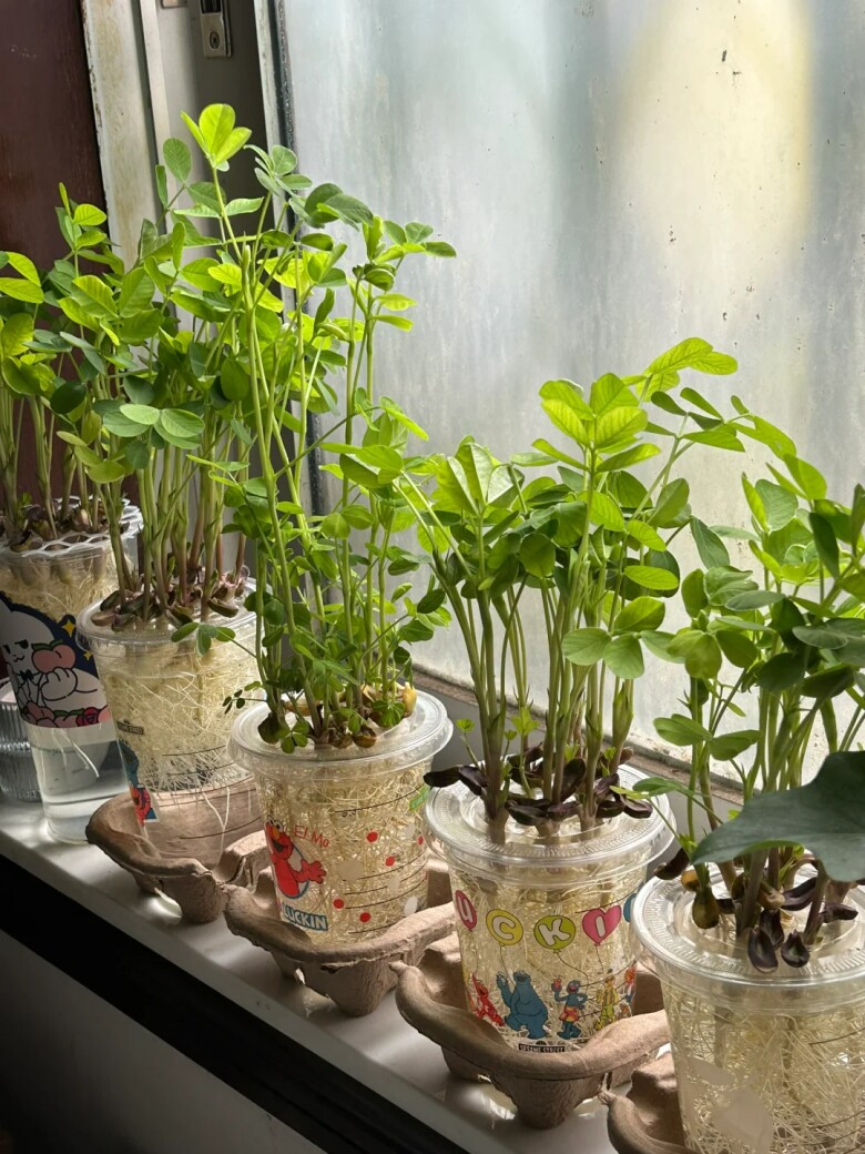 Peanut Plant in Cup