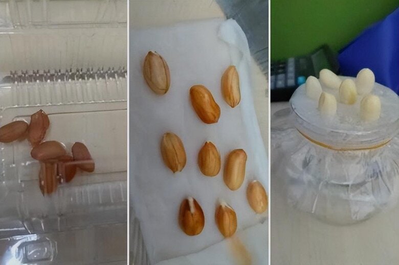 Germinating Peanut Seeds