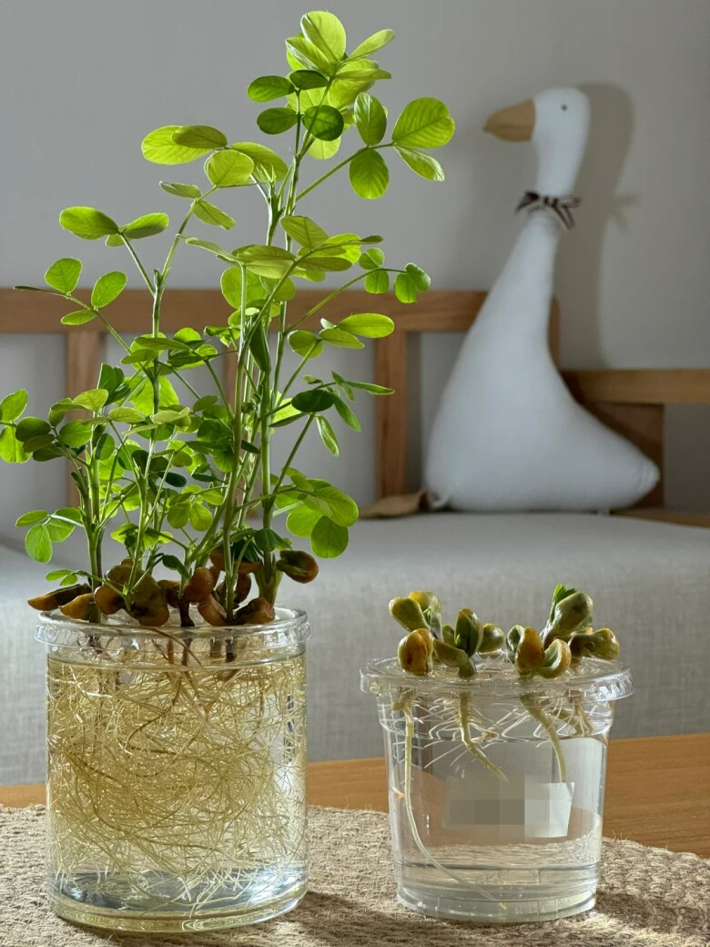 Peanut Hydroponics