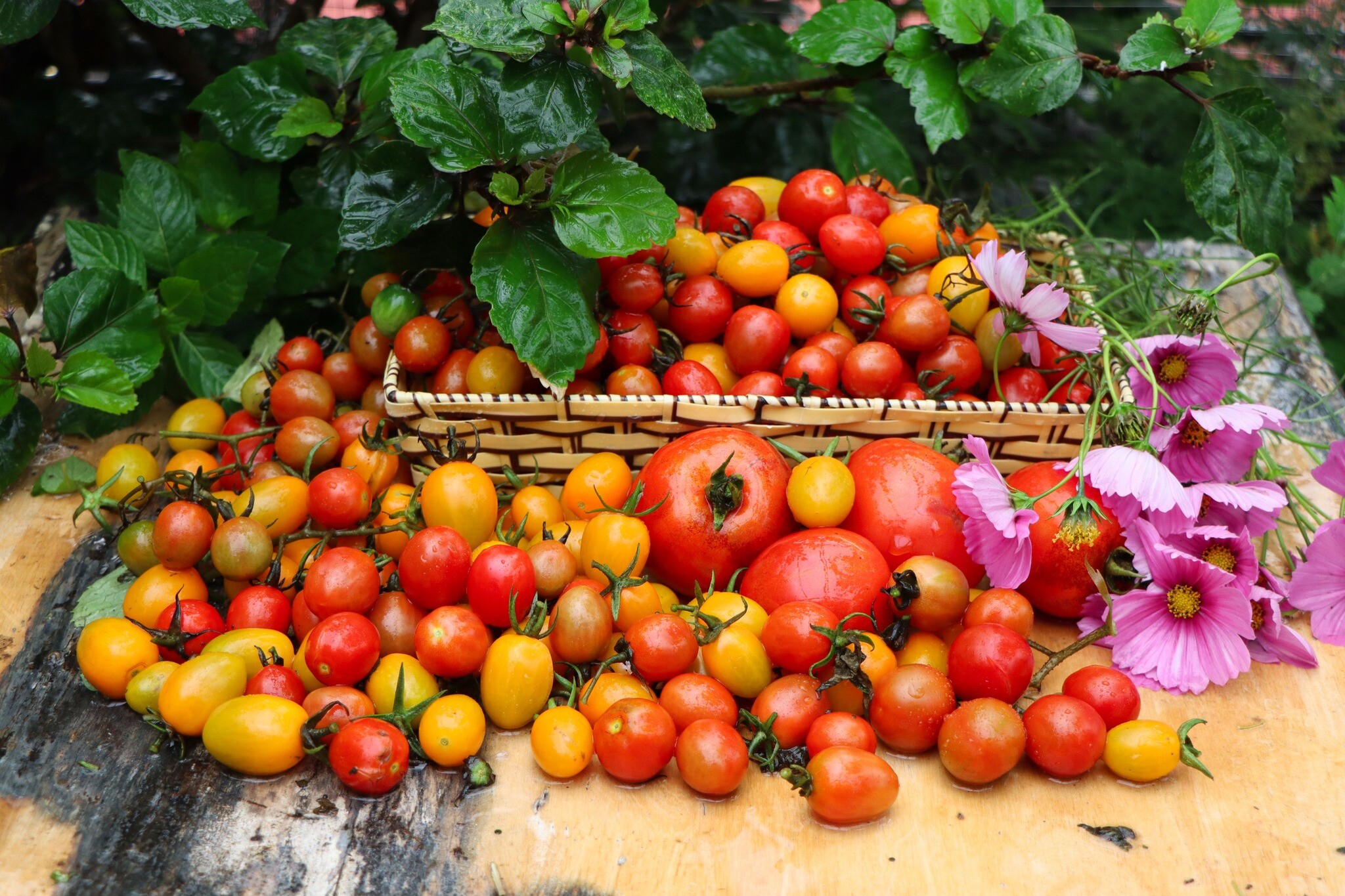 Cà chua thu hoạch trong vườn nhà anh Giang.