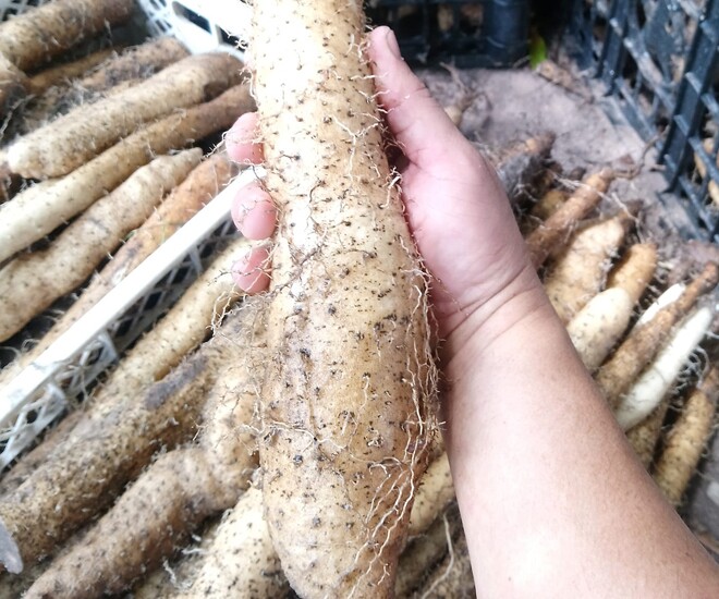 Củ mài dài cả mét, trước đây chúng mọc dại ở trong rừng, nay được người dân mang về trồng trong vườn nhà để bán ra thị trường