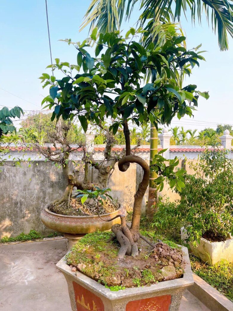 Tùy vào từng dáng thế và kích thước, cây thị bonsai có mức giá khác nhau