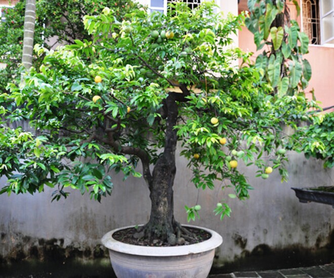 Vốn là cây ăn quả quen thuộc ở các miền quê Việt Nam, hiện nay cây thị lên chậu thành bonsai lạ mắt, ra quả lúc lỉu tỏa mùi thơm nức mũi