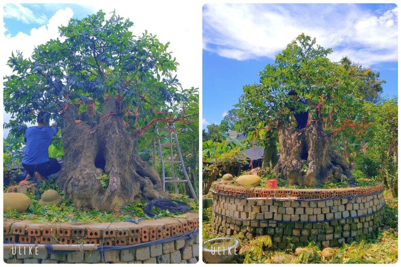 Cây ăn quả quen thuộc lên chậu thành bonsai đẹp lạ, tỏa mùi thơm nức mũi, có cây giá 2 tỷ đồng chủ nhân cũng không bán - 5