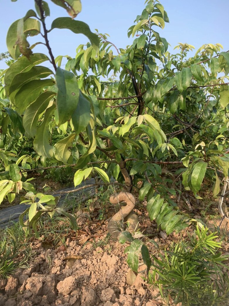 Cây ăn quả quen thuộc lên chậu thành bonsai đẹp lạ, tỏa mùi thơm nức mũi, có cây giá 2 tỷ đồng chủ nhân cũng không bán - 2