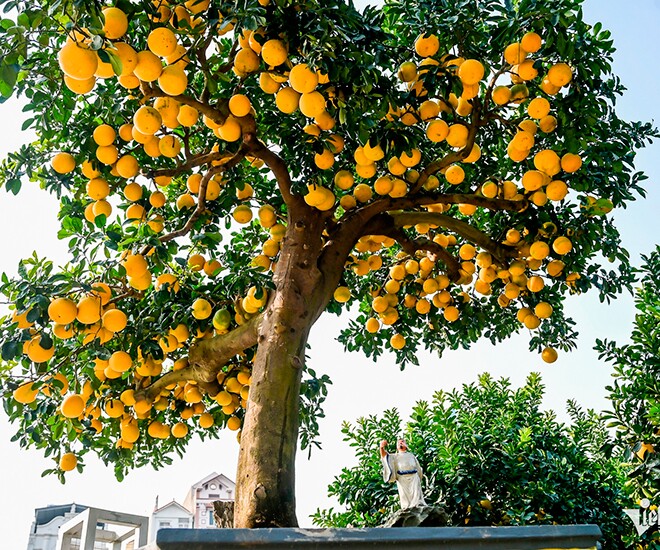 Cây ăn quả quen thuộc lên chậu thành bonsai trưng Tết 2025, mang lại tài lộc, có cây hơn nửa tỷ đồng chủ nhân chưa bán - 1