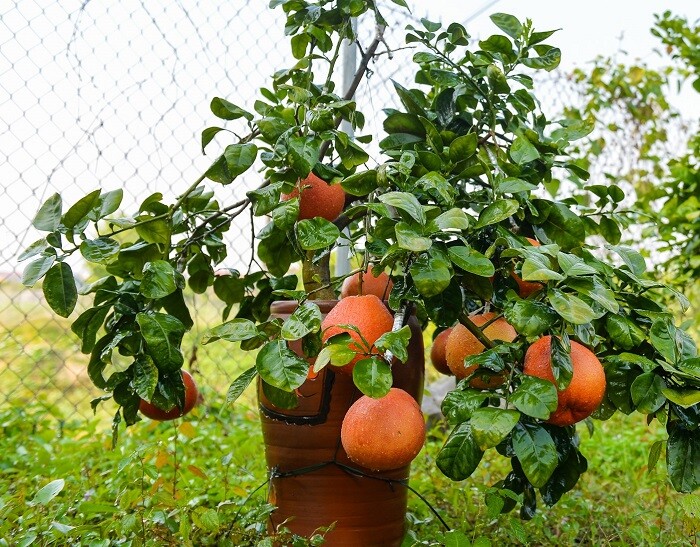 Cây ăn quả quen thuộc lên chậu thành bonsai trưng Tết 2025, mang lại tài lộc, có cây hơn nửa tỷ đồng chủ nhân chưa bán - 2