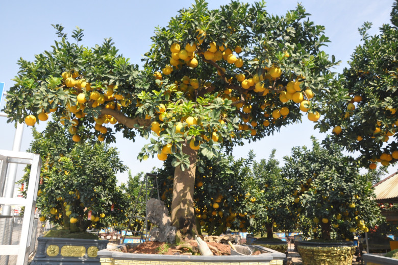 Cây ăn quả quen thuộc lên chậu thành bonsai trưng Tết 2025, mang lại tài lộc, có cây hơn nửa tỷ đồng chủ nhân chưa bán - 3