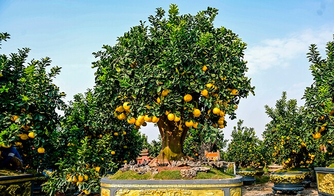 Cây ăn quả quen thuộc lên chậu thành bonsai trưng Tết 2025, mang lại tài lộc, có cây hơn nửa tỷ đồng chủ nhân chưa bán - 4