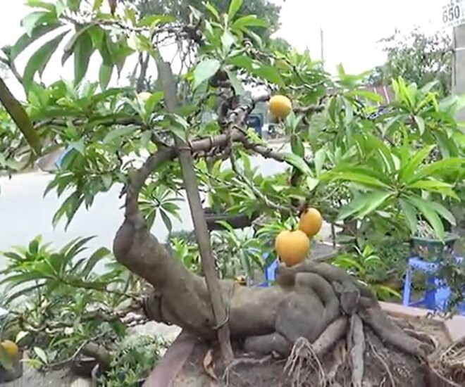 Cây trứng gà lên chậu thành bonsai có dáng thế lạ