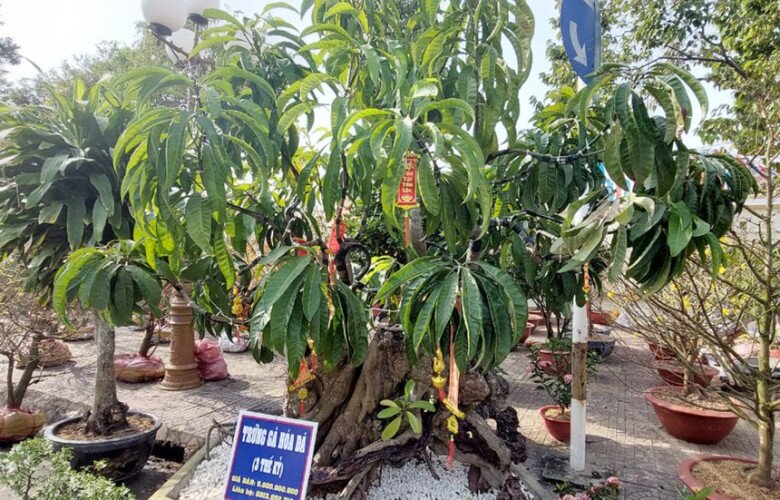 Cây ăn quả quen thuộc lên chậu thành bonsai, vừa lạ vừa có ý nghĩa phong thuỷ, có cây được định giá 5 tỷ đồng - 3