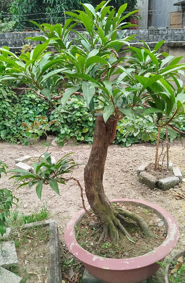Cây ăn quả quen thuộc lên chậu thành bonsai, vừa lạ vừa có ý nghĩa phong thuỷ, có cây được định giá 5 tỷ đồng - 8