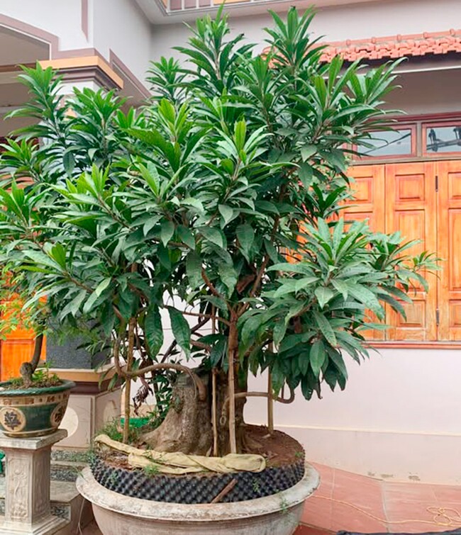 Bonsai trứng gà được ưa chuộng vào dịp Tết Nguyên đán