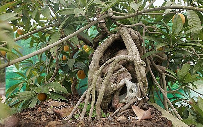 Cây ăn quả quen thuộc lên chậu thành bonsai, vừa lạ vừa có ý nghĩa phong thuỷ, có cây được định giá 5 tỷ đồng - 7