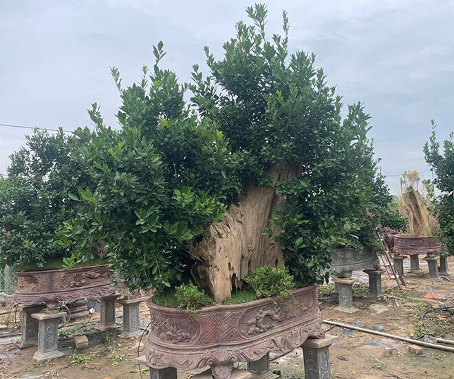 Hiện các nhà vườn đang chuẩn bị tung quất bonsai ra thị trường để phục vụ cho Tết Nguyên đán 2025