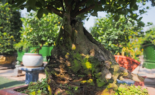 Cây ăn quả quen thuộc thành bonsai trưng Tết, vừa đẹp vừa mang lại sự sung túc và no đủ, có cây giá hàng trăm triệu đồng - 2