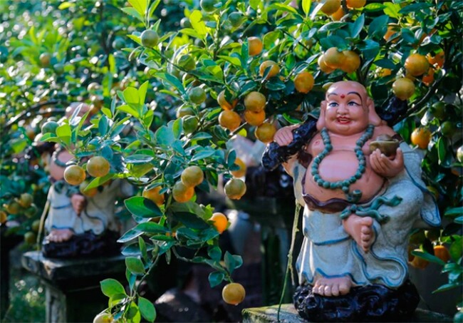 Cây ăn quả quen thuộc thành bonsai trưng Tết, vừa đẹp vừa mang lại sự sung túc và no đủ, có cây giá hàng trăm triệu đồng - 4
