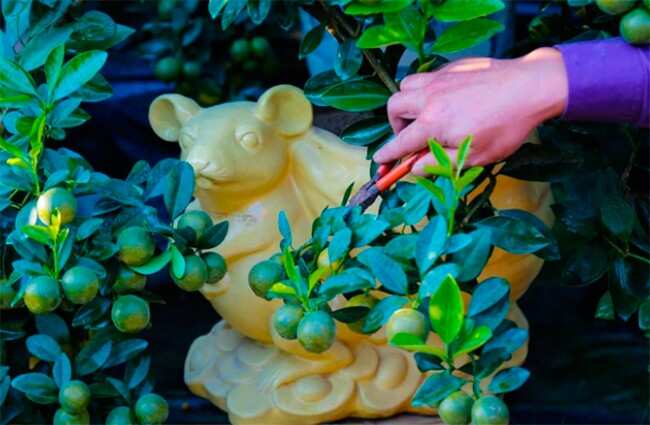 Nhà vườn ưu tiên tạo tác quất theo con giáp hoặc quất hình Thần Tài hay Phúc Lộc Thọ