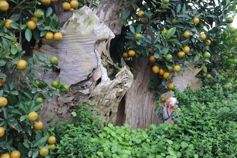 Những chậu quất trên thân gỗ lũa có giá cả trăm triệu đồng vẫn được các đại gia tìm mua