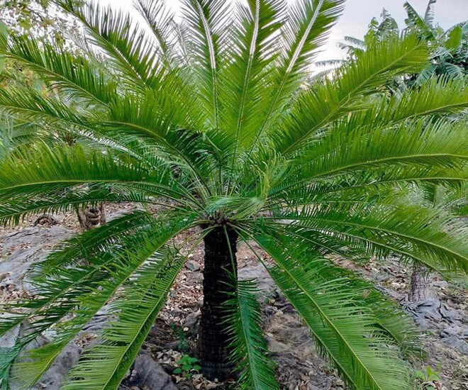 Cây dại ở bờ bụi lên chậu thành bonsai có dáng thế đẹp lạ, mang lại may mắn và bình an, có cây được trả giá 1 tỷ đồng - 1