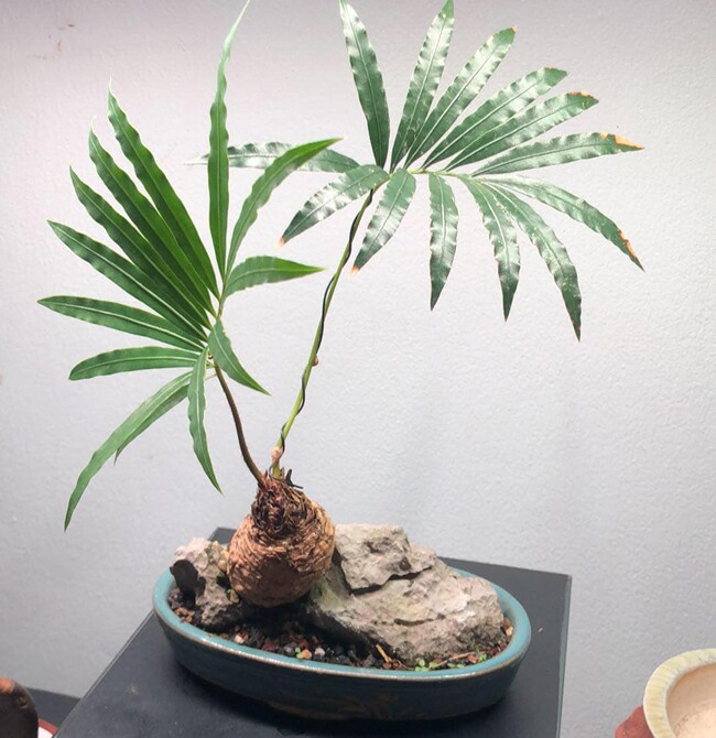 Cây dại ở bờ bụi lên chậu thành bonsai có dáng thế đẹp lạ, mang lại may mắn và bình an, có cây được trả giá 1 tỷ đồng - 6