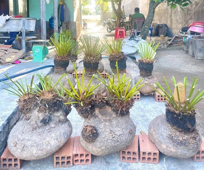 Cây dại ở bờ bụi lên chậu thành bonsai có dáng thế đẹp lạ, mang lại may mắn và bình an, có cây được trả giá 1 tỷ đồng - 5