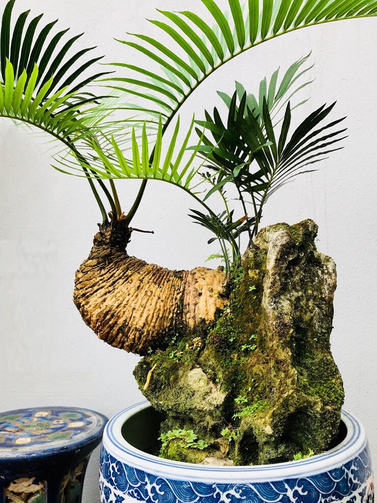 Thiên tuế được làm thành những tiểu cảnh đẹp mắt, có thể trưng ở trong nhà hoặc ở ban công