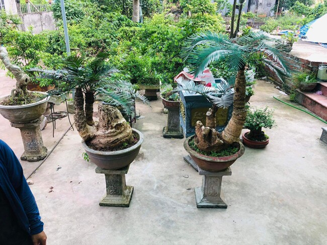 Thiên tuế vốn là cây mọc trong tự nhiên, có sức sống mãnh liệt