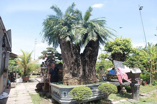 Tác phẩm Thiên cổ trường tồn có giá trị khủng, thu hút sự chú ý của giới chơi cây