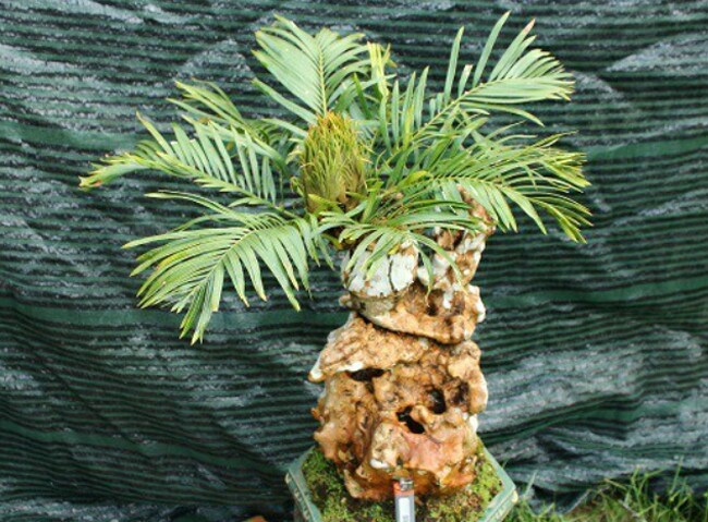 Chậu thiên tuế bonsai độc nhất vô nhị của anh Quý ở Lâm Đồng