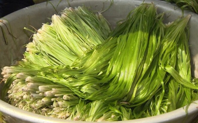 Hẹ nước vào mùa từ tháng 7 đến tháng 9 âm lịch hàng năm